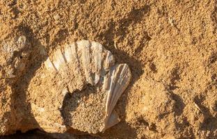 Porous sandstone forms a brown background into which a broken scallop is baked photo