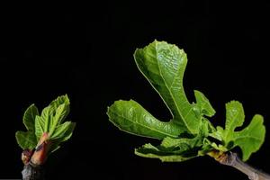 Close up of the bud of a fig leaf and an unfolding fig leaf in spring against a dark background photo