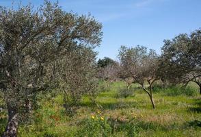 Several overgrown olive trees stand in a meadow in Sicily in spring photo