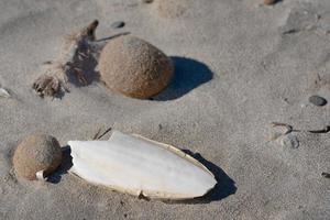 Close-up and detailed view of the sandy beach on the Mediterranean Sea, on which the dried algae and the bleached limestone skeleton of a squid lie photo