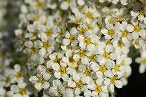 Close up and background of many small white flowers with yellow pollen in spring photo