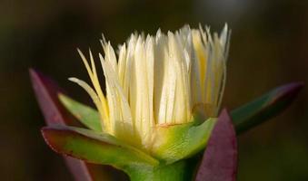 Close up of the yellow bloom of a cactus that grows in spring and is full of water droplets photo