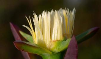 primer plano de la flor amarilla de un cactus que crece en primavera y está lleno de gotas de agua foto