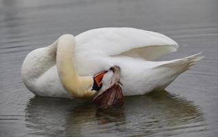 A white swan cleans itself on the water, bowing its head to its feet photo