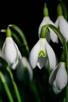 A group of fresh white snowdrops bloom in spring against a dark background in portrait format photo