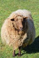 A white sheep with a lot of wool or fur stands in portrait format on a green meadow and looks forward. photo