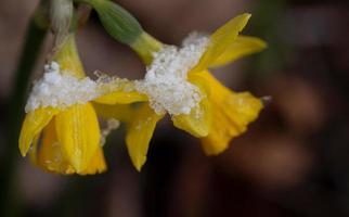 Close up of yellow daffodils covered in ice and snow in spring photo