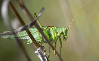 Close up of a green hay horse  hiding between twigs in the branches photo