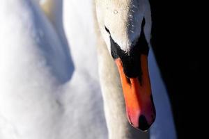 Portrait and close-up of a white swan against a dark background photo