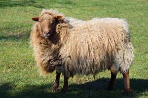 A white sheep with a lot of wool or fur stands, landscape format, on a green meadow and looks forward. photo