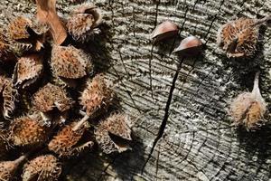 Empty beech seed pods, so-called Bucheggern, lie on a monochrome tree shed as a background photo