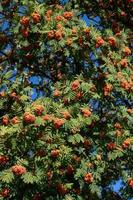 Background and texture of the crown of a tree with yellow ripe rowan berries in late summer. photo