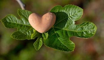 A fragile heart made of clay lies on the leaves and branch of a fig tree in spring photo