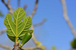 A small young fig leaf on the fig tree with the branches in the background and against a blue sky photo