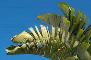 Several green leaves of a banana tree against a blue sky photo