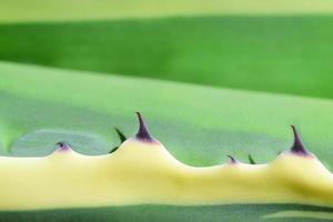 Detail, close-up and background of a brightly colored cactus with spines and space for text photo