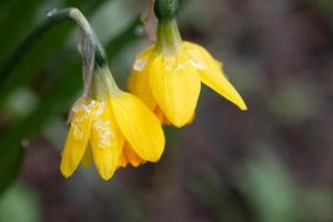 Close up of yellow daffodils covered in ice and snow in spring photo