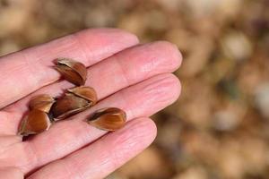 una mano abierta sostiene las semillas de un árbol de haya sobre un fondo marrón foto