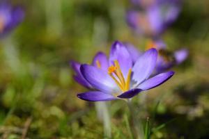 In spring, purple crocus with yellow pollen grows in a meadow photo