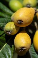 Close up of fresh ripe medlars growing on a tree, in portrait format photo