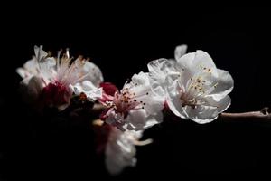 Close up of delicate fresh apricot blossoms, against a dark background in spring, on a branch photo