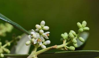 Tender buds of the olive blossom on the branch of an olive tree in spring photo