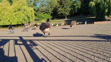 vista para o lago e aves aquáticas no parque público local da inglaterra grã-bretanha uk video