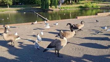 Vista al lago y aves acuáticas en el parque público local de Inglaterra Gran Bretaña Reino Unido video