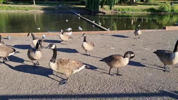 vista para o lago e aves aquáticas no parque público local da inglaterra grã-bretanha uk video