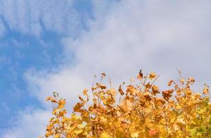 hojas de otoño con cielo azul claro y nubes. follaje de otoño amarillo y naranja contra nubes esponjosas, licencia de color brillante en temporada de otoño con espacio de copia para el fondo de promociones de fin de temporada de otoño foto