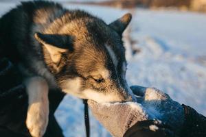 Cute Husky Dog photo