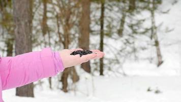 pássaros de nuthatch e chapim na mão das mulheres come sementes, inverno, câmera lenta video