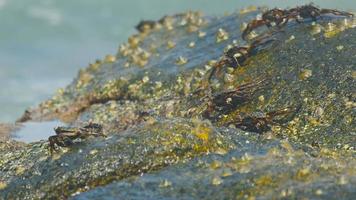 Crabs on the rock at the beach, rolling waves, close up video