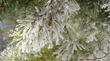 inverno brina su pino albero vicino su. superficiale profondità di campo. video