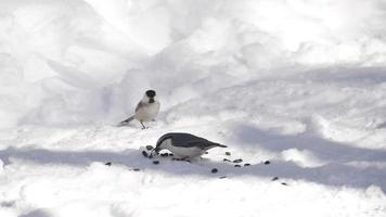 chapim e nuthatch come sementes de girassol na neve no inverno video