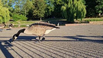 uitzicht op het meer en watervogels in het plaatselijke openbare park van engeland groot-brittannië uk video