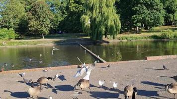 Lake View and Water Birds at Local Public Park of England Great Britain UK video