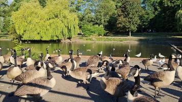 vista para o lago e aves aquáticas no parque público local da inglaterra grã-bretanha uk video