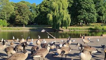 sjöutsikt och vattenfåglar vid den lokala offentliga parken i England, Storbritannien video