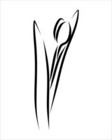 Line drawing of flower vector