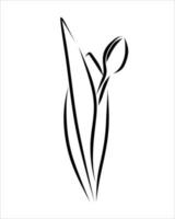 Line drawing of flower vector