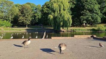 Lake View and Water Birds at Local Public Park of England Great Britain UK video