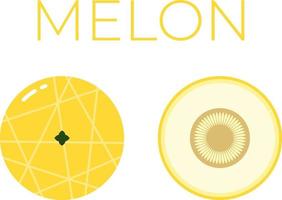 Melon and sliced half of Melon with fruit name above. Vitamin fruit. Flat isolated vector on white background