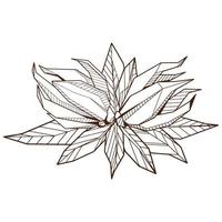 Outlined hand drawind geometrical blossoming flower, Ylang-Ilang bud line art, set of isolated symbols, coloring book template. vector