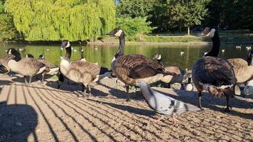 uitzicht op het meer en watervogels in het plaatselijke openbare park van engeland groot-brittannië uk video