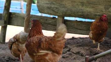 pollos comiendo granos en una granja de campo libre en el campo. pollos en el gallinero. concepto de agricultura y mascotas video
