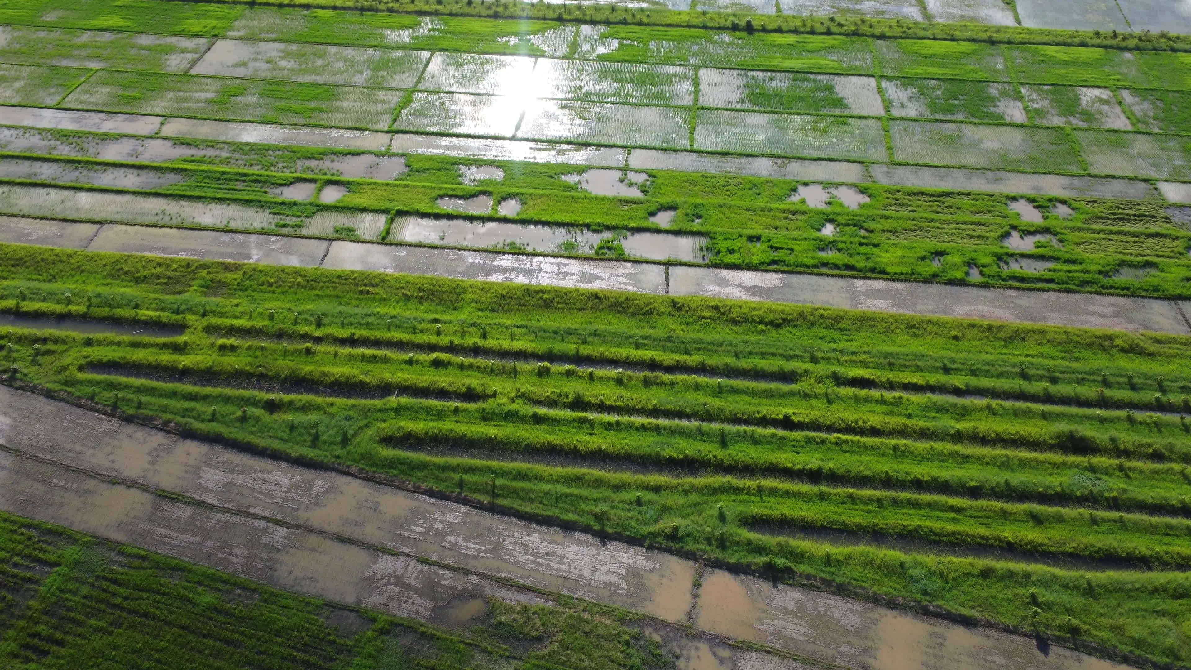 Aerial view of green fertile farmland of rice fields. Beautiful