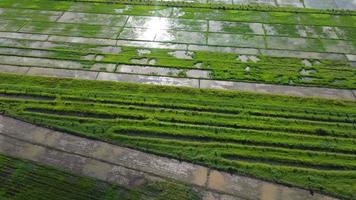 Luftbild von grünem, fruchtbarem Ackerland von Reisfeldern. schöne Landschaften landwirtschaftlicher oder kultivierender Gebiete in tropischen Ländern. video