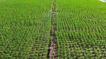 Luftbild von grünem, fruchtbarem Ackerland von Reisfeldern. schöne Landschaften landwirtschaftlicher oder kultivierender Gebiete in tropischen Ländern.