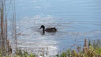 canard unique dans un lac nageant près de la côte et cherchant de la nourriture video